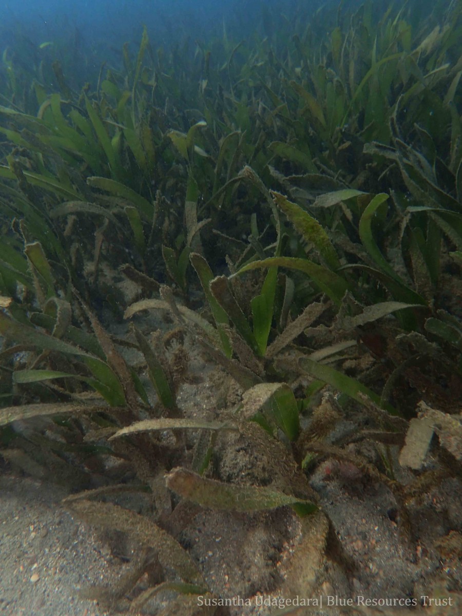 Oceana serrulata (R.Br.) Byng & Christenh.
